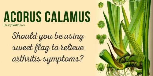 Should You Be Using Acorus Calamus (Sweet Flag) To Relieve Arthritis Symptoms?
