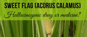 Sweet Flag (Acorus Calamus): Hallucinogenic Drug Or Medicine?