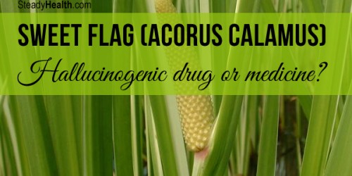 Sweet Flag (Acorus Calamus): Hallucinogenic Drug Or Medicine?