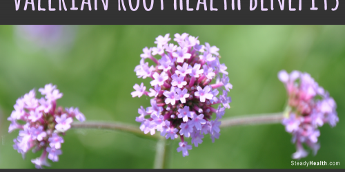 Valerian Root Health Benefits: Insomnia, Anxiety, Stress And Even Cramps And Hot Flashes