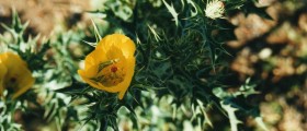 Calore-Burning Fat Boosted By Herb Extract: Berberine