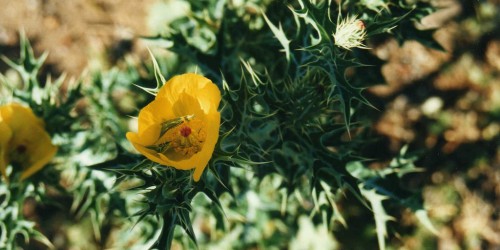 Calore-Burning Fat Boosted By Herb Extract: Berberine