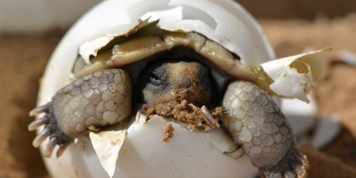 How to write a birth plan