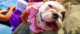 Foods You Should Never Give to Your Pet