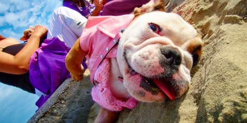 Foods You Should Never Give to Your Pet