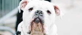 4 of the Most Common Dog Teeth Problems