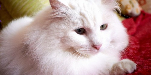 Is Your Pet Diabetic?