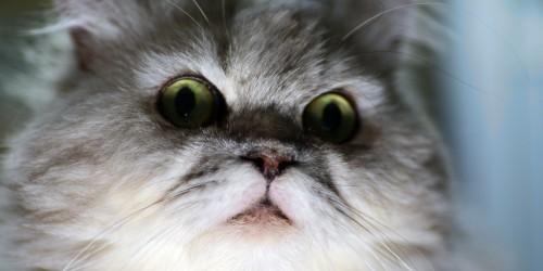 Steering Clear Of Pet Health Hazards: How Not To Get A Pet-Transmitted Disease