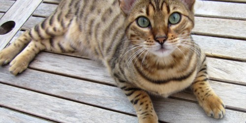 Why Won't My Cat Eat? Digestive Problems In The Older Cat