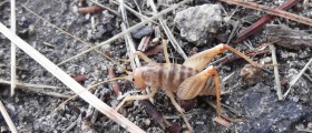 Spider Crickets: The Bug in Your House That Can Eat You Alive