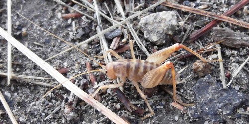 Spider Crickets: The Bug in Your House That Can Eat You Alive