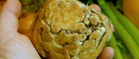 Health Benefits and Uses of Celery Root