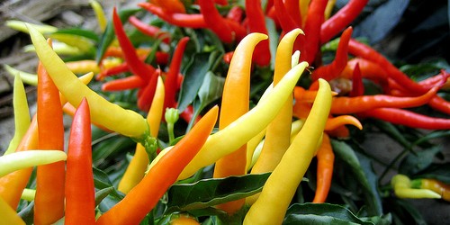 Why You Should Include Chili Peppers in Your Diet