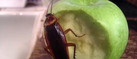 Yes, Cockroaches Pose A Real Health Risk: What Should You Do To Get Rid Of An Infestation?