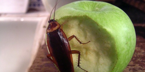 Yes, Cockroaches Pose A Real Health Risk: What Should You Do To Get Rid Of An Infestation?