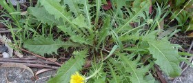 Dandelion: Antioxidant Low in Cholesterol and Saturated Fats
