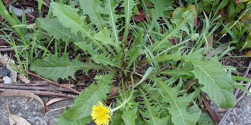 Dandelion: Antioxidant Low in Cholesterol and Saturated Fats