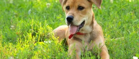 How Often Should You Wash Your Dog?