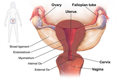 Getting Pregnant With Only One Fallopian Tube 121