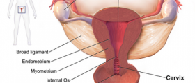 Chances of Getting Pregnant with One Fallopian Tube