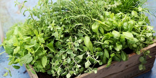 Rhodiola And Rhaponticum: The Power Herbs Of Siberia