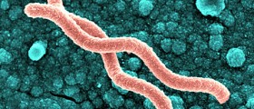 Helicobacter pylori associated diseases