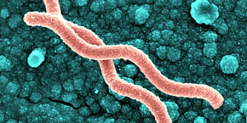 Helicobacter pylori associated diseases
