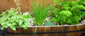 Herbs For Women Trying To Conceive