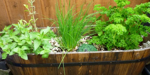 Herbs For Women Trying To Conceive