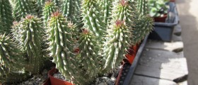 A Newly Understood Herbal Remedy For Obesity