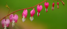 Differences Between Implantation Bleeding And Menstruation