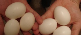 Questions to consider before becoming an egg donor
