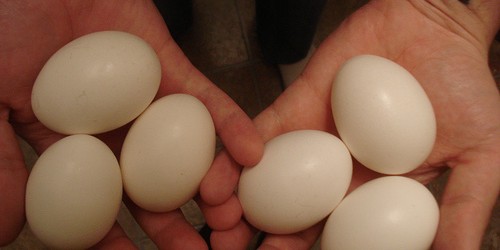 Questions to consider before becoming an egg donor