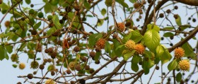 Kratom: A Potential Substitute for Addictive Opioids