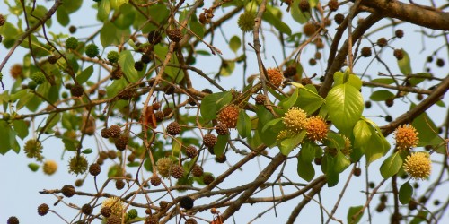 Kratom: A Potential Substitute for Addictive Opioids