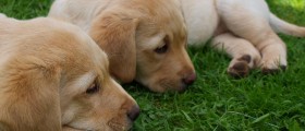Most Common Health Problems in Labradors