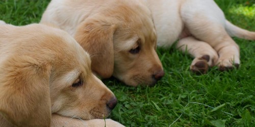 Most Common Health Problems in Labradors