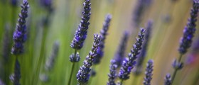 Aromatherapy: What Is It All About?