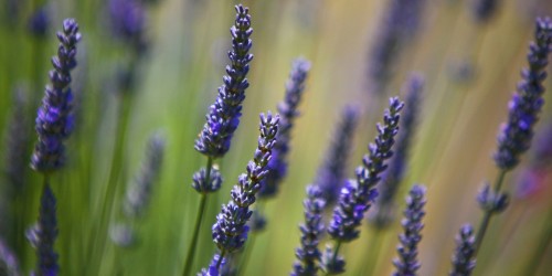Aromatherapy: What Is It All About?