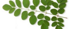 Miraculous Moringa Tree Leaves