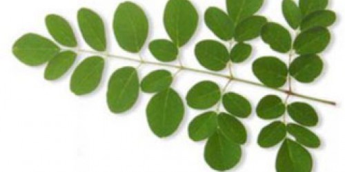 Miraculous Moringa Tree Leaves