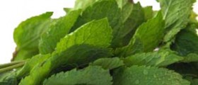 Health Benefits of Peppermint Oil and Peppermint Tea