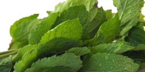 Health Benefits of Peppermint Oil and Peppermint Tea