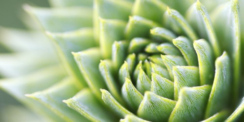 Plants Absorb Nicotine From Nearby Smokers