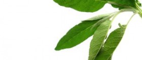 Herbs to Boost and Build a Healthy Immune System