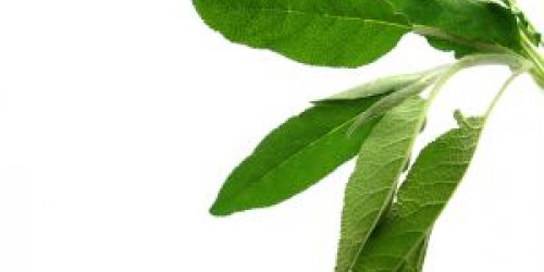 Herbs to Boost and Build a Healthy Immune System