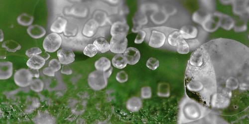 Top 14 Food Ingredients That Are Actually Toxic