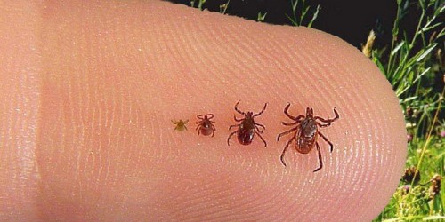 New Tick-Borne Infection Similar To Lyme Disease Appears In US and UK