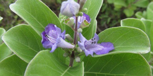 Using Vitex To Increase Your Fertility