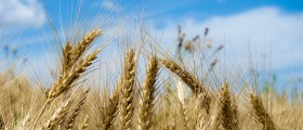 The Pros And Cons Of Eating Wheat